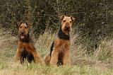 AIREDALE TERRIER 363